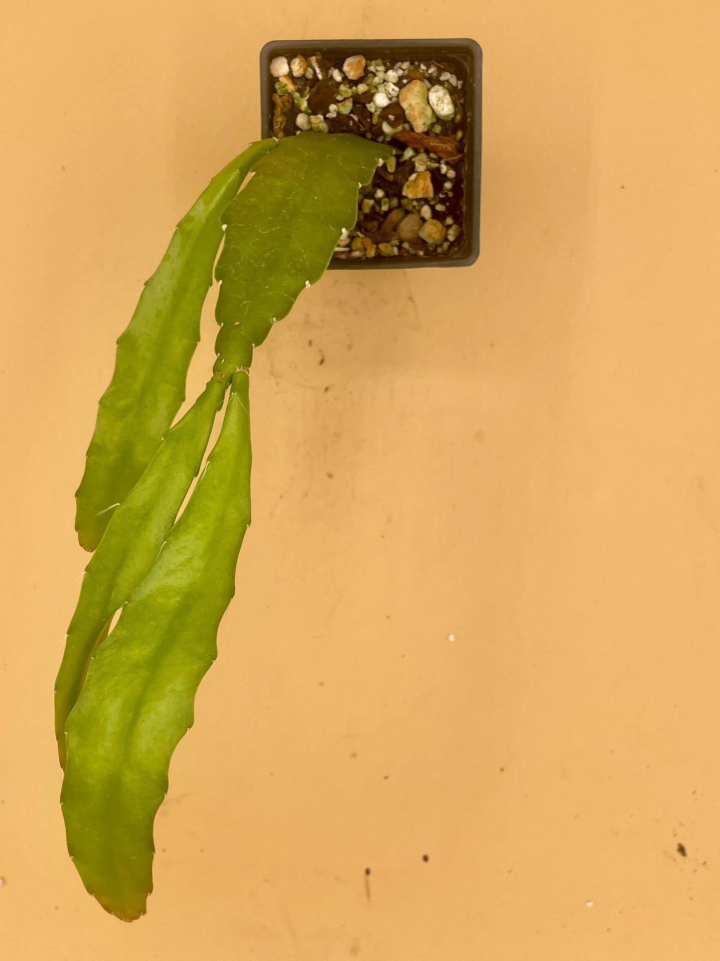 Epiphyllum Hybrid 'Appeal' Fully-Rooted Starter Pot - Grown In 3" Pot