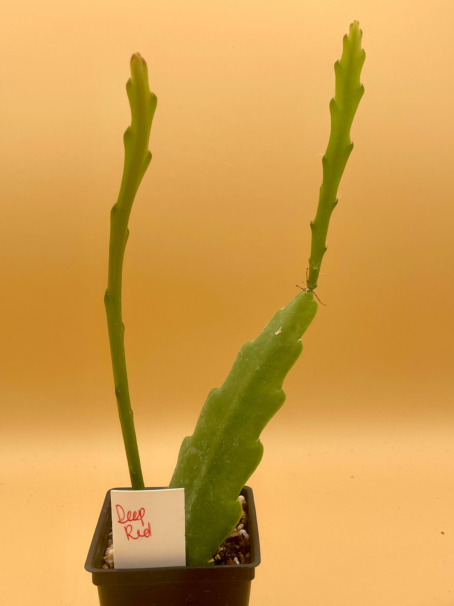 Epiphyllum Hybrid 'Ninis Deep Red' In 3" Starter Pot - Fully-Rooted!