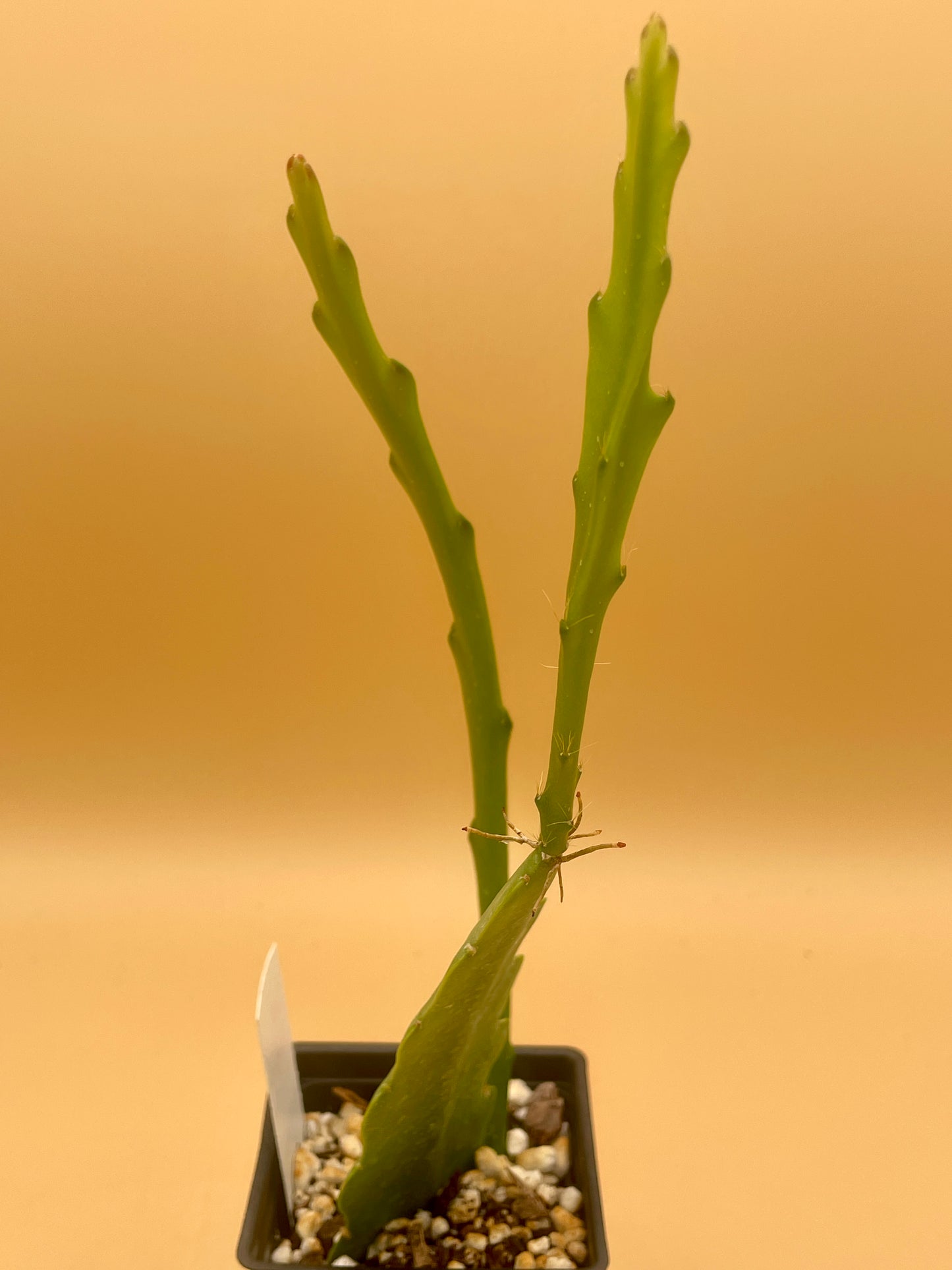 Epiphyllum Hybrid 'Ninis Deep Red' In 3" Starter Pot - Fully-Rooted!