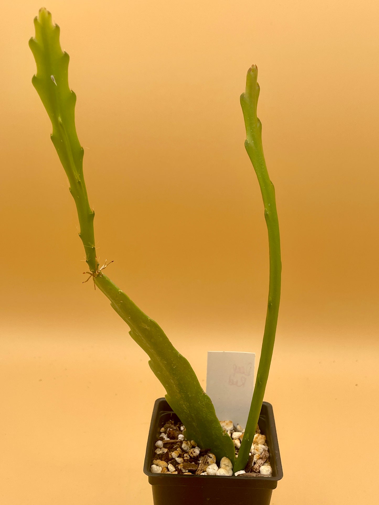 Epiphyllum Hybrid 'Ninis Deep Red' In 3" Starter Pot - Fully-Rooted!