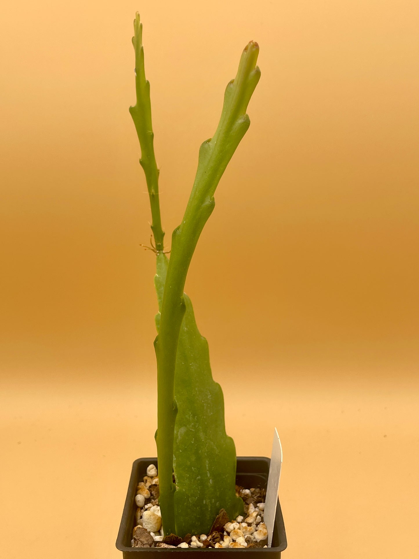 Epiphyllum Hybrid 'Ninis Deep Red' In 3" Starter Pot - Fully-Rooted!