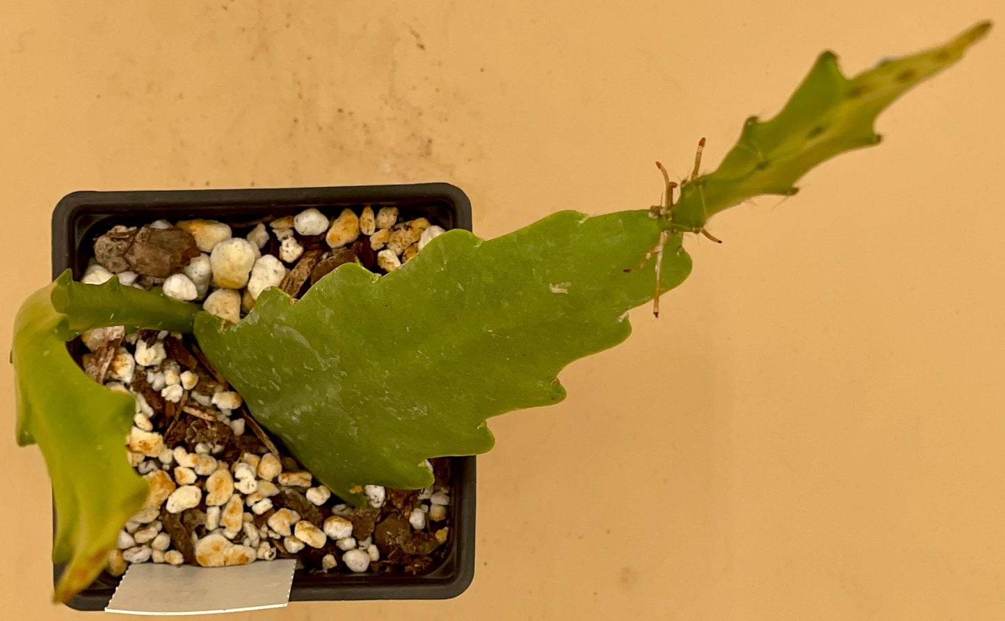 Epiphyllum Hybrid 'Ninis Deep Red' In 3" Starter Pot - Fully-Rooted!