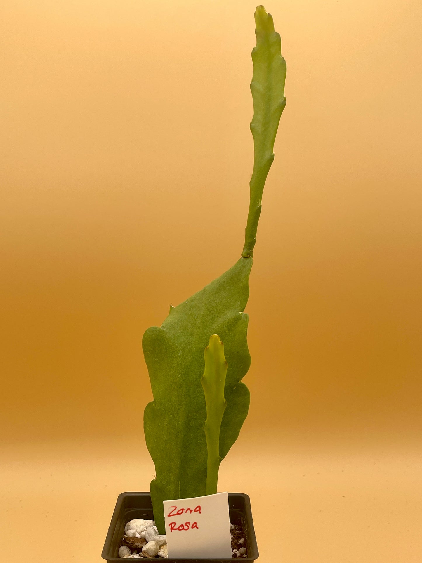 Epiphyllum Hybrid 'Zona Rosa' In 3" Starter Pot - Fully-Rooted