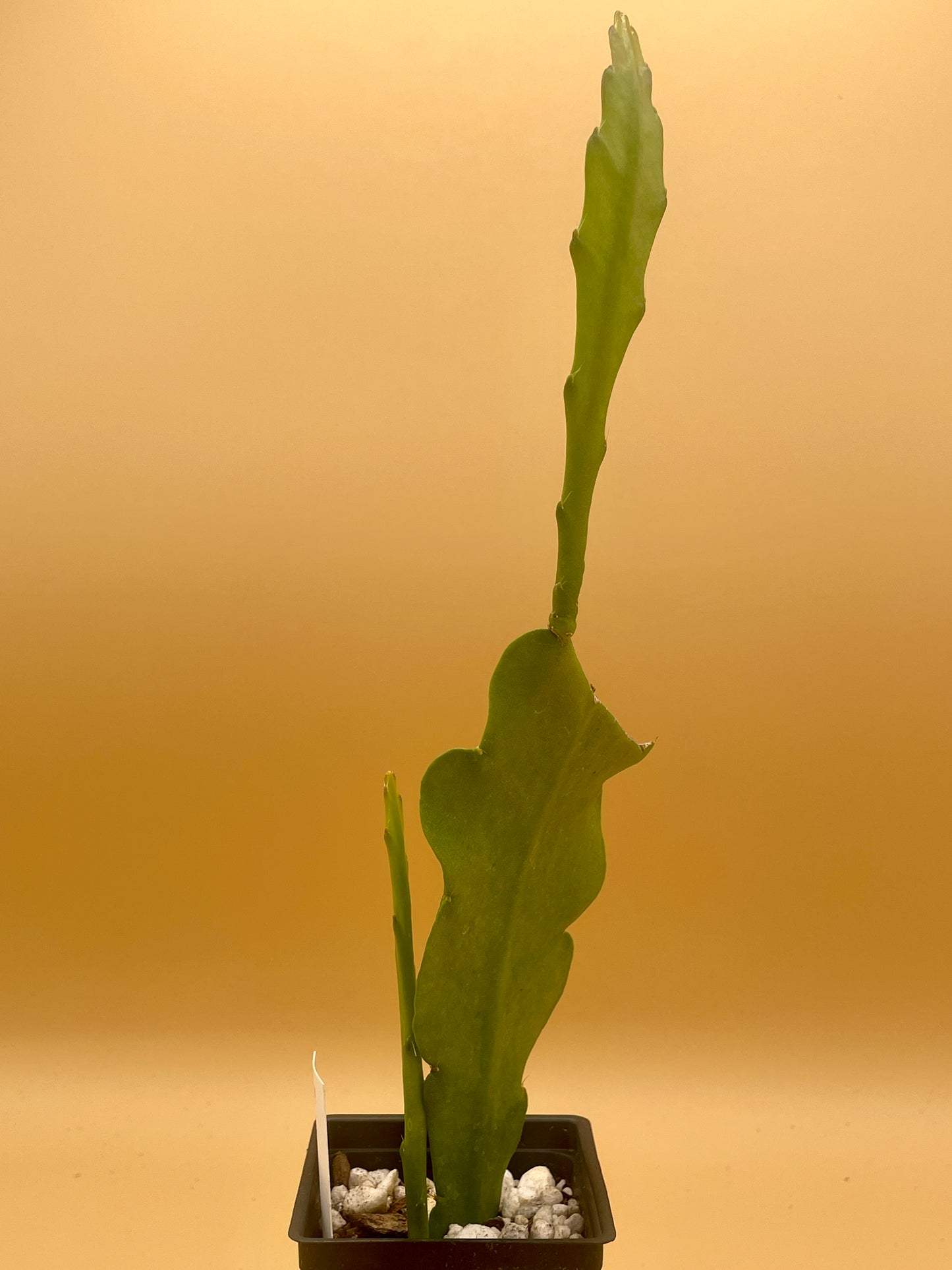 Epiphyllum Hybrid 'Zona Rosa' In 3" Starter Pot - Fully-Rooted