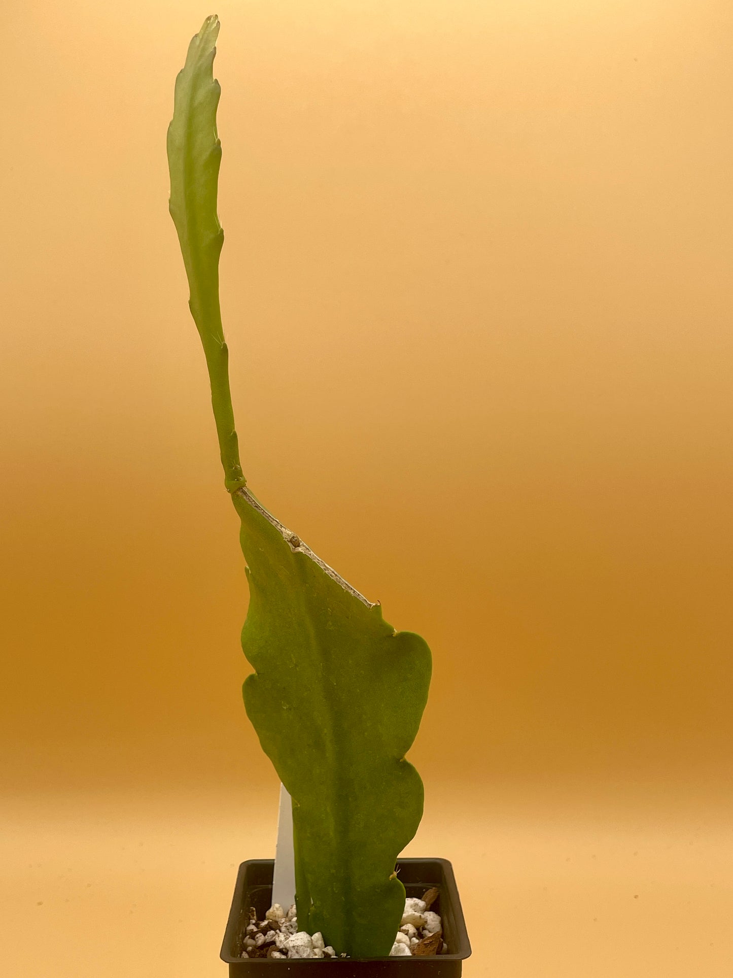 Epiphyllum Hybrid 'Zona Rosa' In 3" Starter Pot - Fully-Rooted