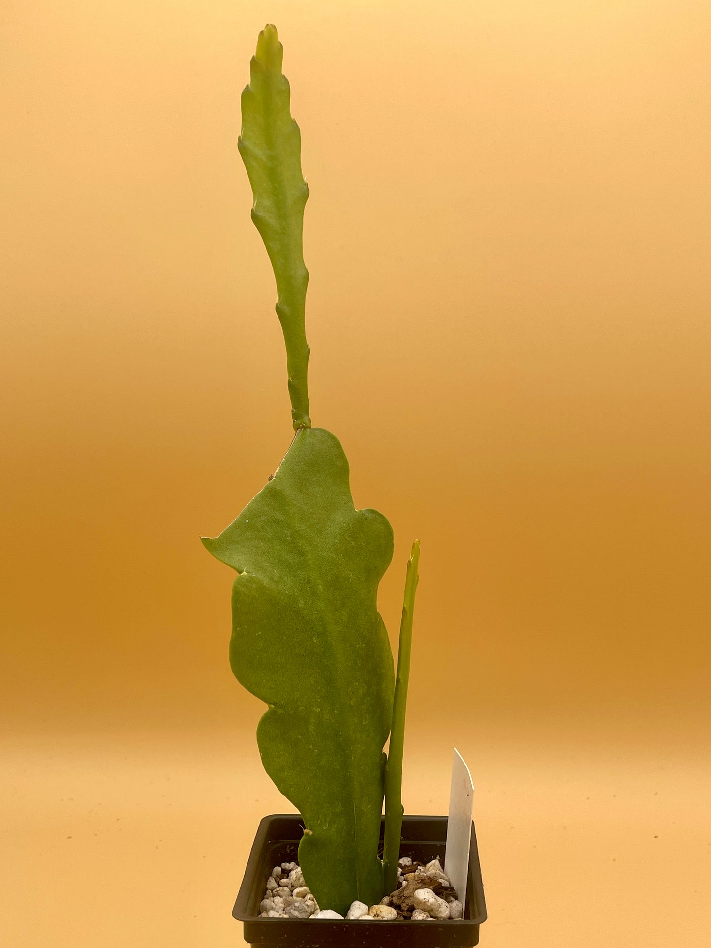Epiphyllum Hybrid 'Zona Rosa' In 3" Starter Pot - Fully-Rooted