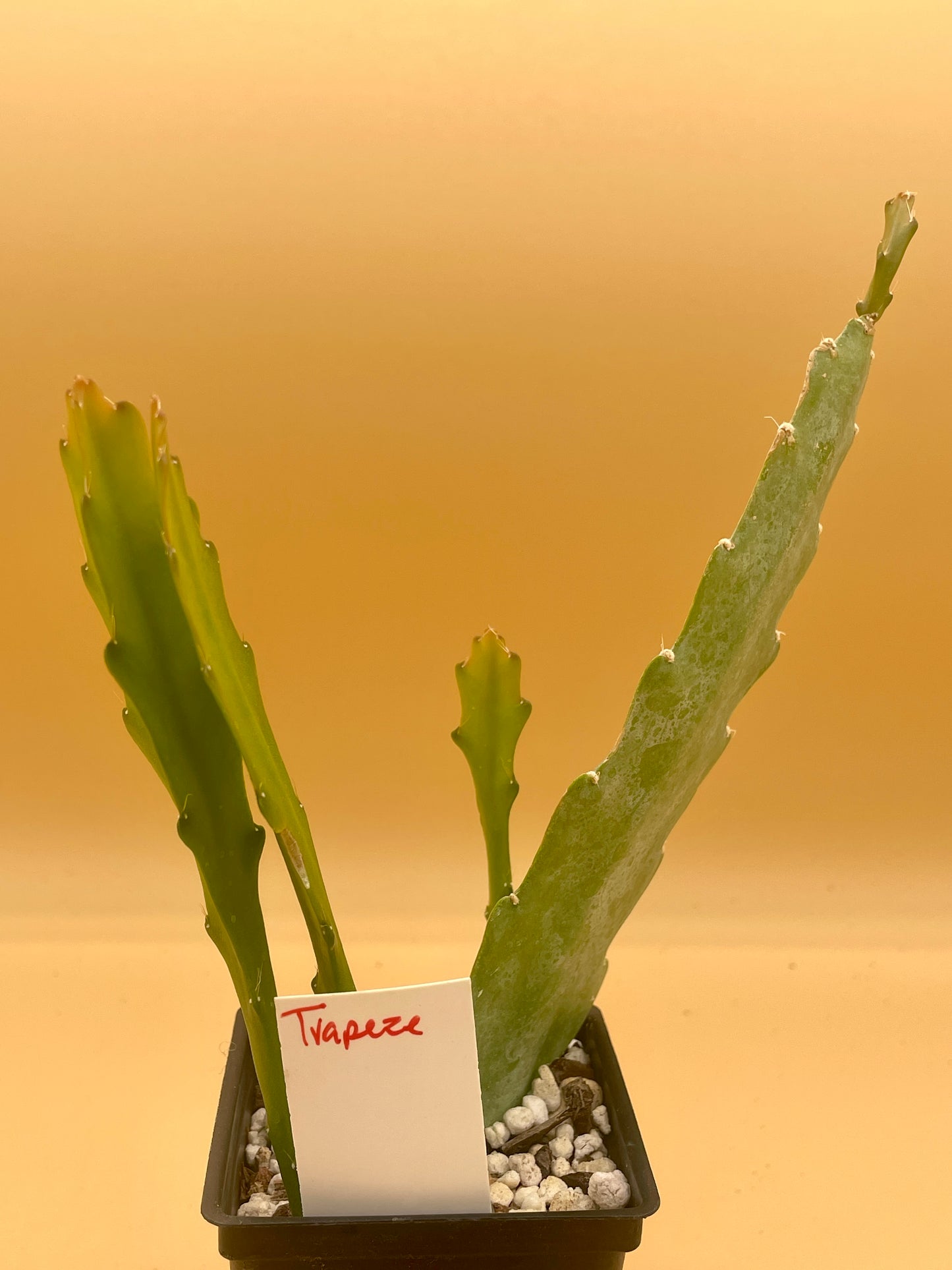 Epiphyllum 'Trapeze' Fully-Rooted Starter Pot