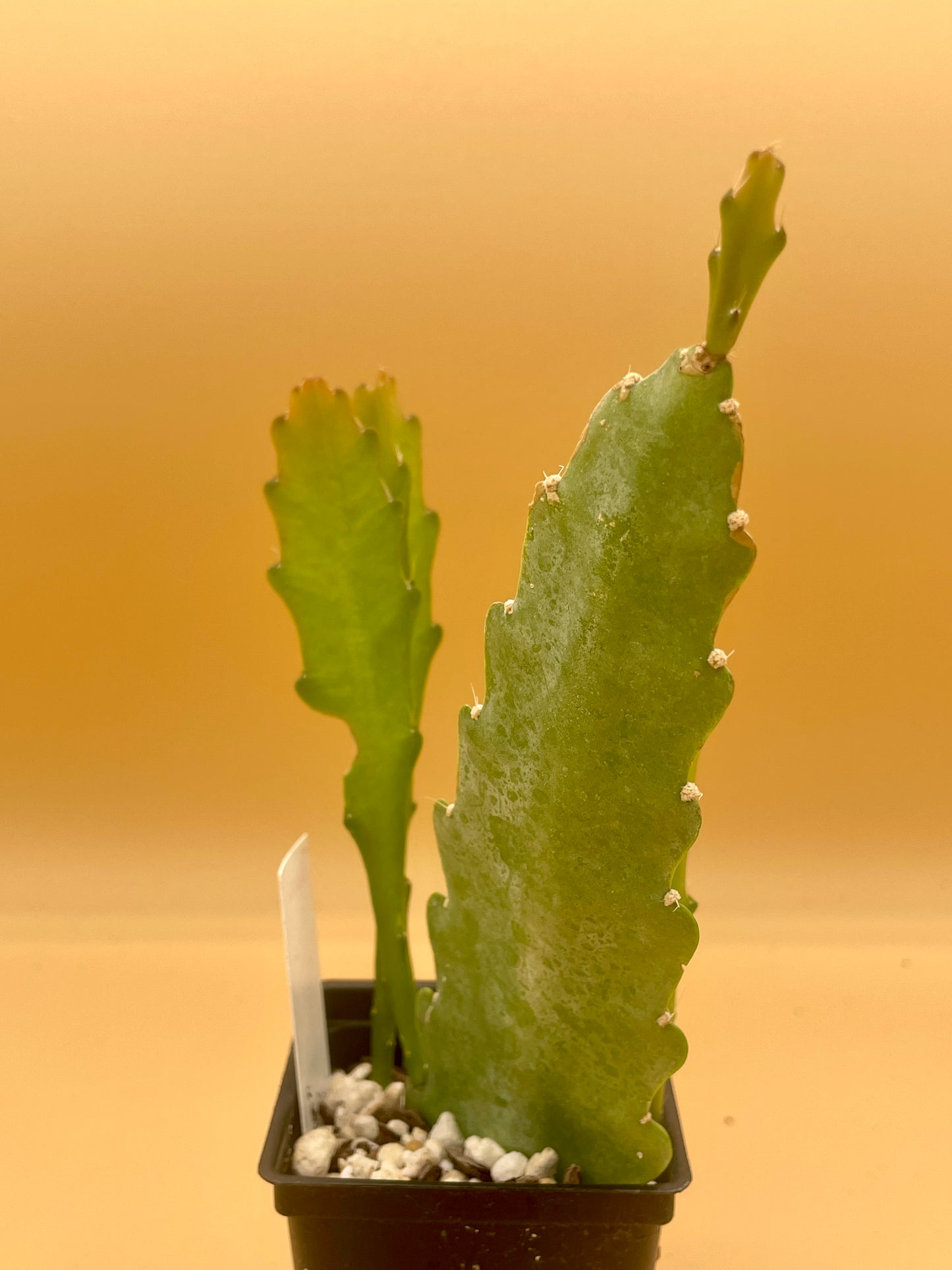 Epiphyllum 'Trapeze' Fully-Rooted Starter Pot