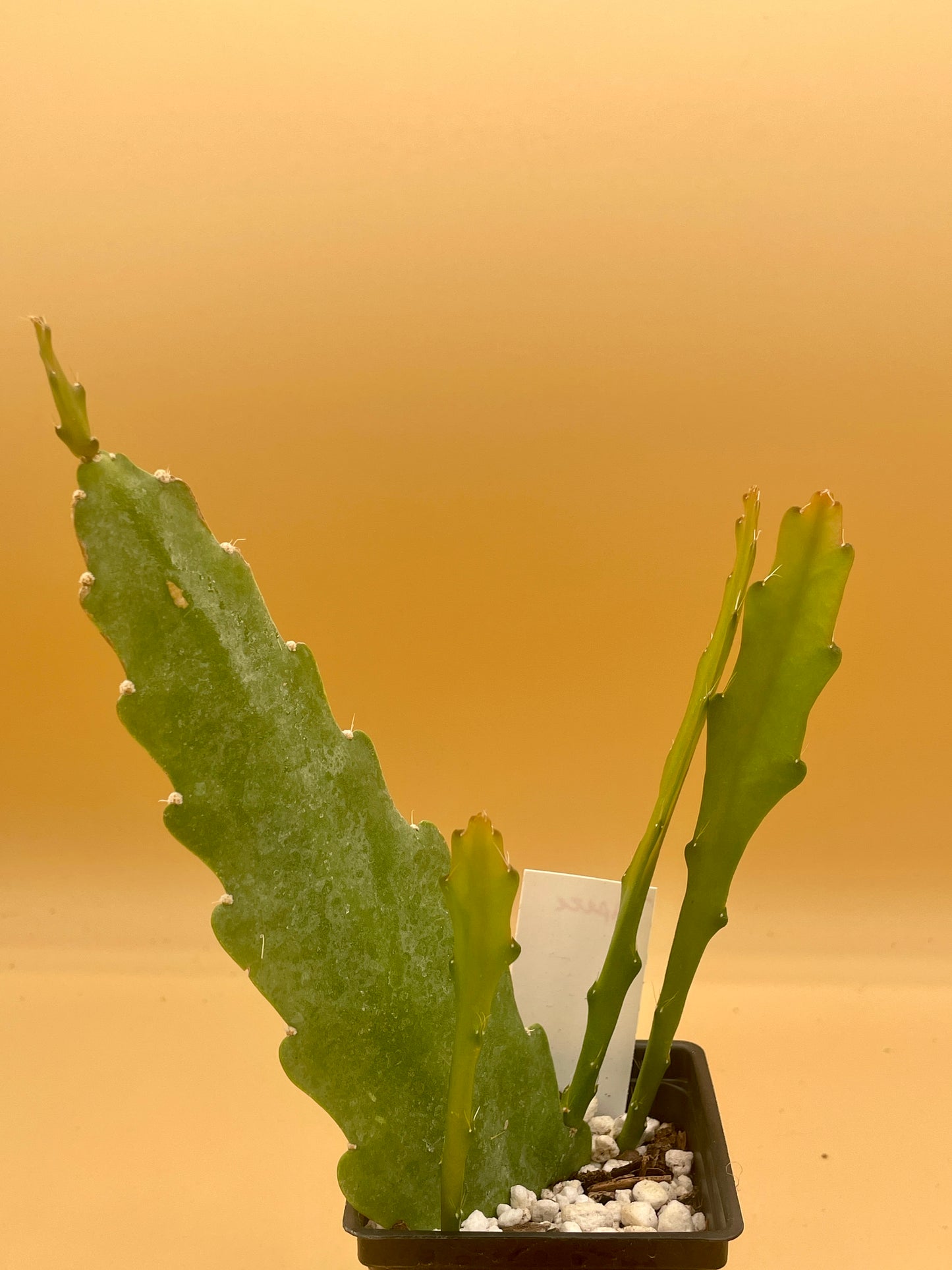 Epiphyllum 'Trapeze' Fully-Rooted Starter Pot
