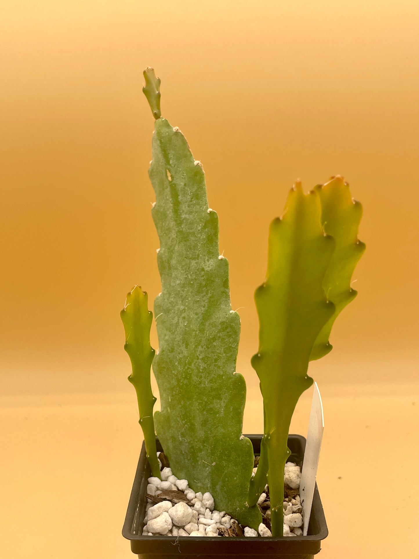 Epiphyllum 'Trapeze' Fully-Rooted Starter Pot