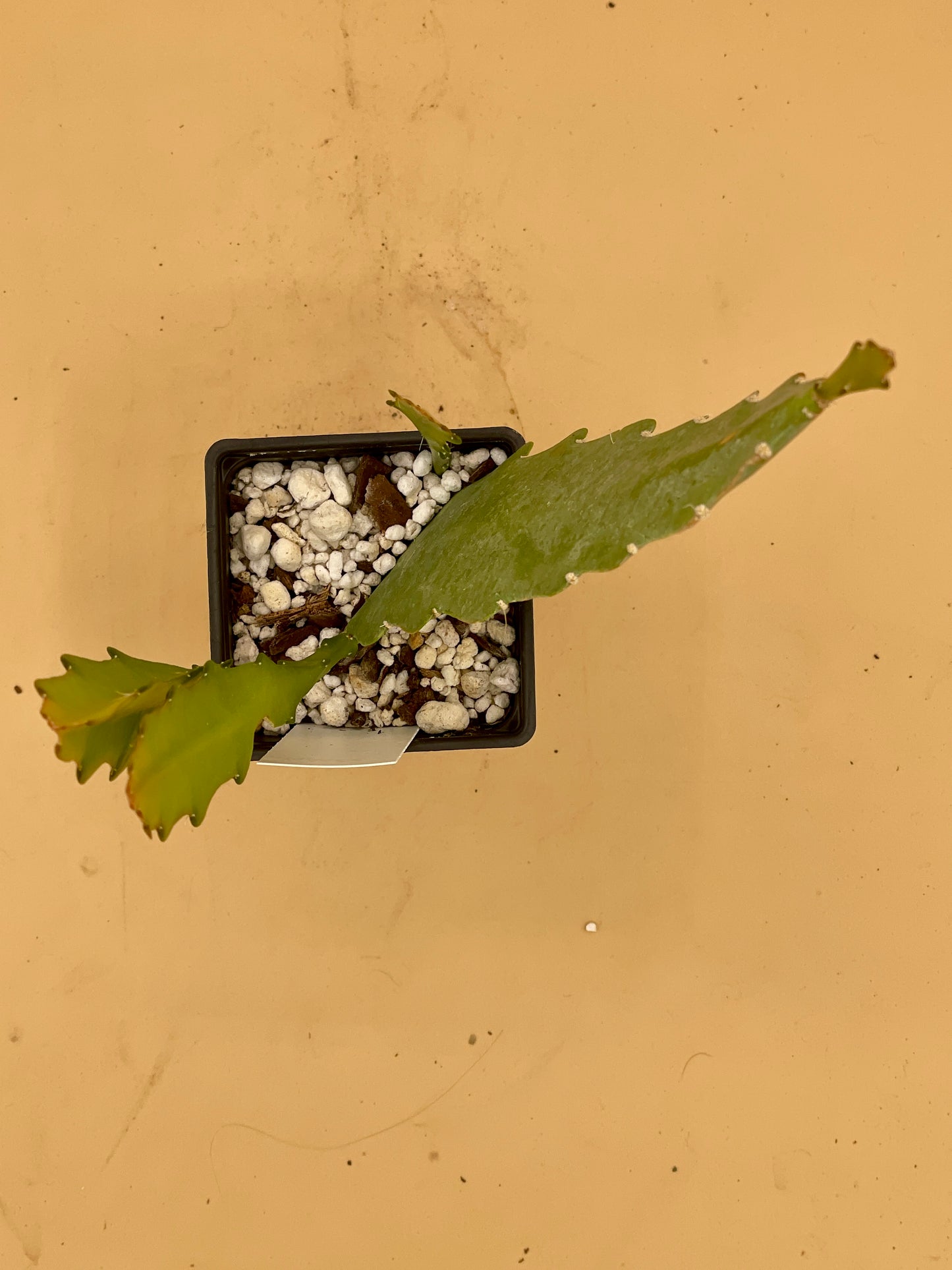 Epiphyllum 'Trapeze' Fully-Rooted Starter Pot