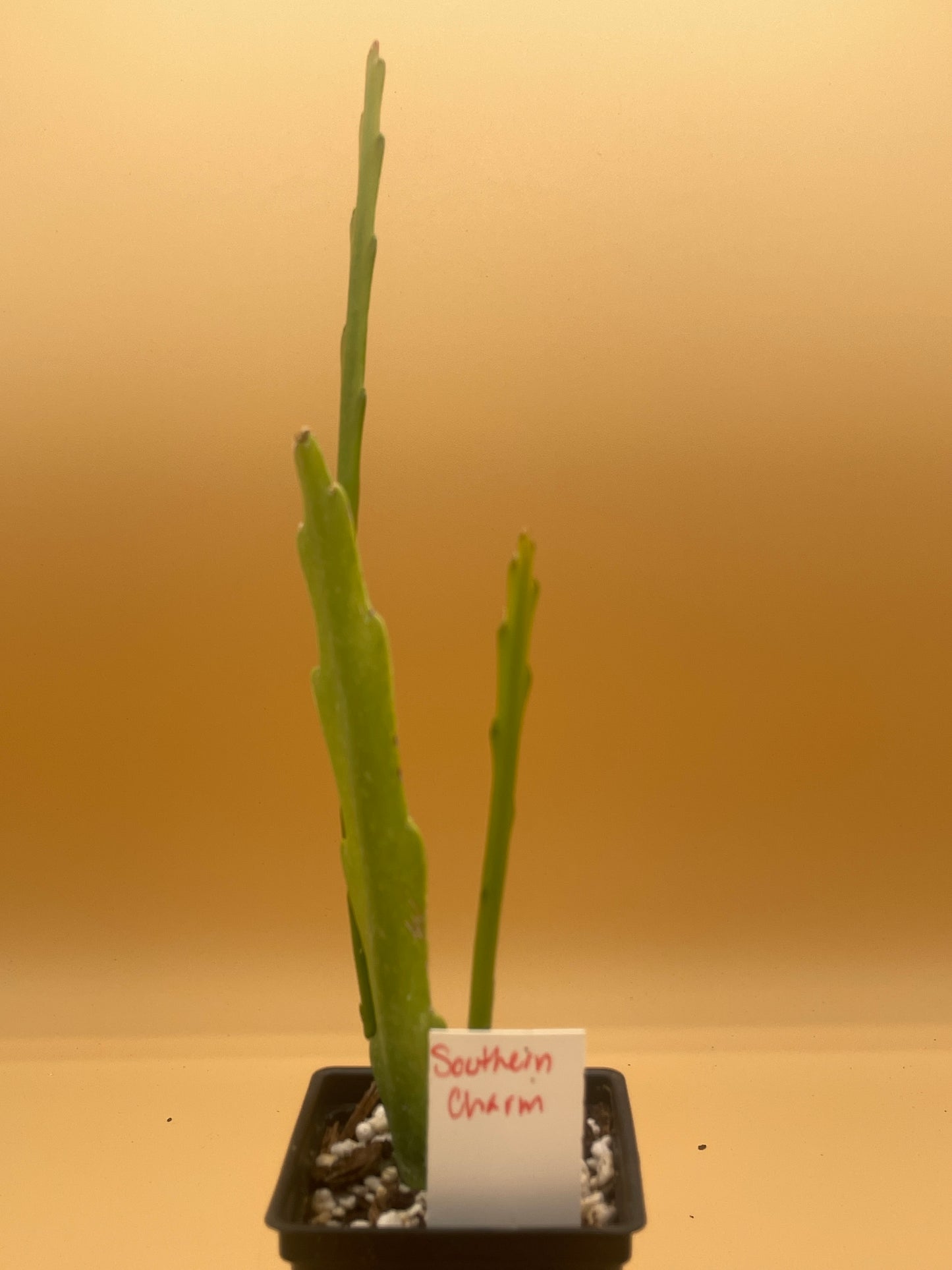 Epiphyllum 'Southern Charm' 3" Starter Pot! Fully-Rooted!