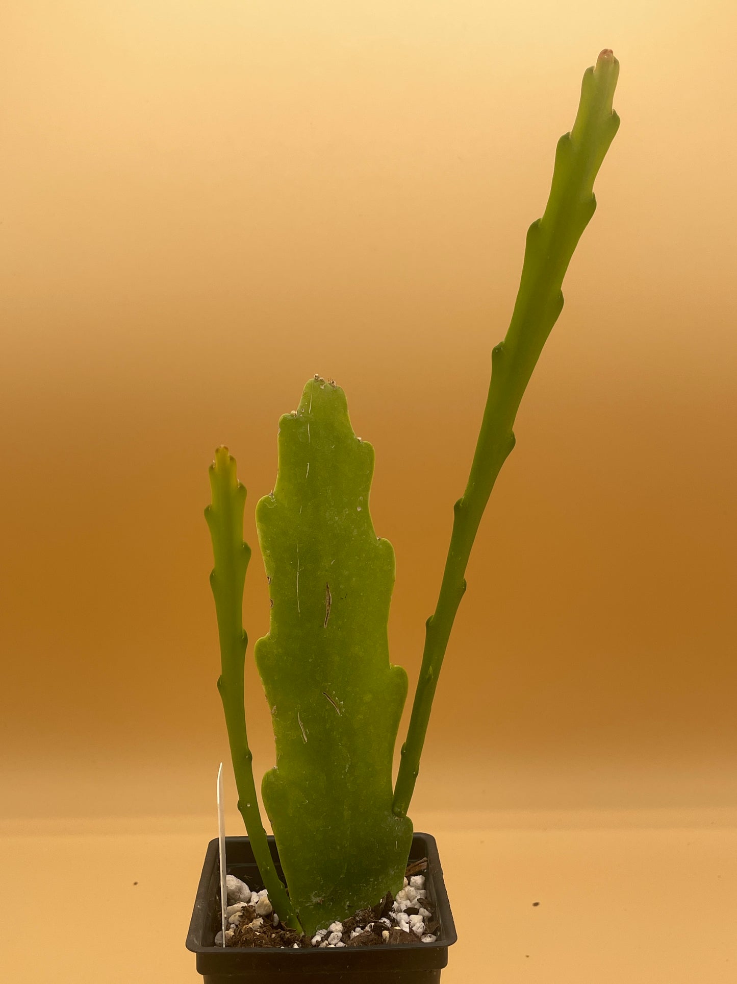 Epiphyllum 'Southern Charm' 3" Starter Pot! Fully-Rooted!