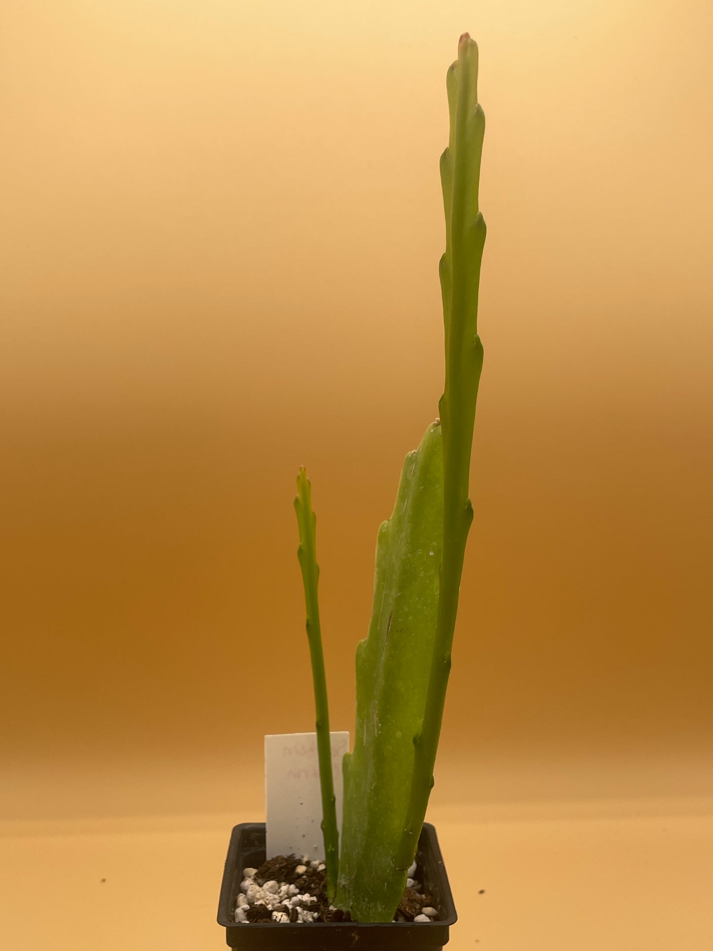 Epiphyllum 'Southern Charm' 3" Starter Pot! Fully-Rooted!