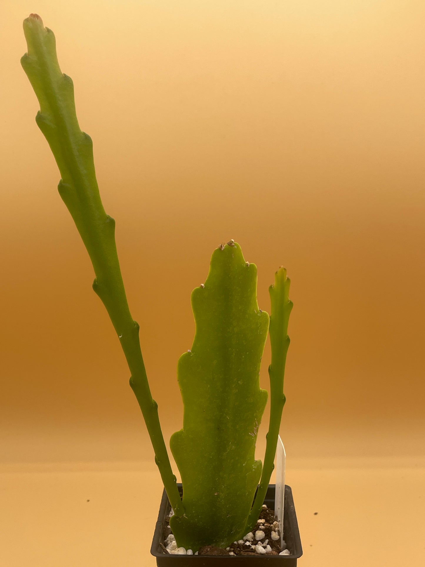 Epiphyllum 'Southern Charm' 3" Starter Pot! Fully-Rooted!