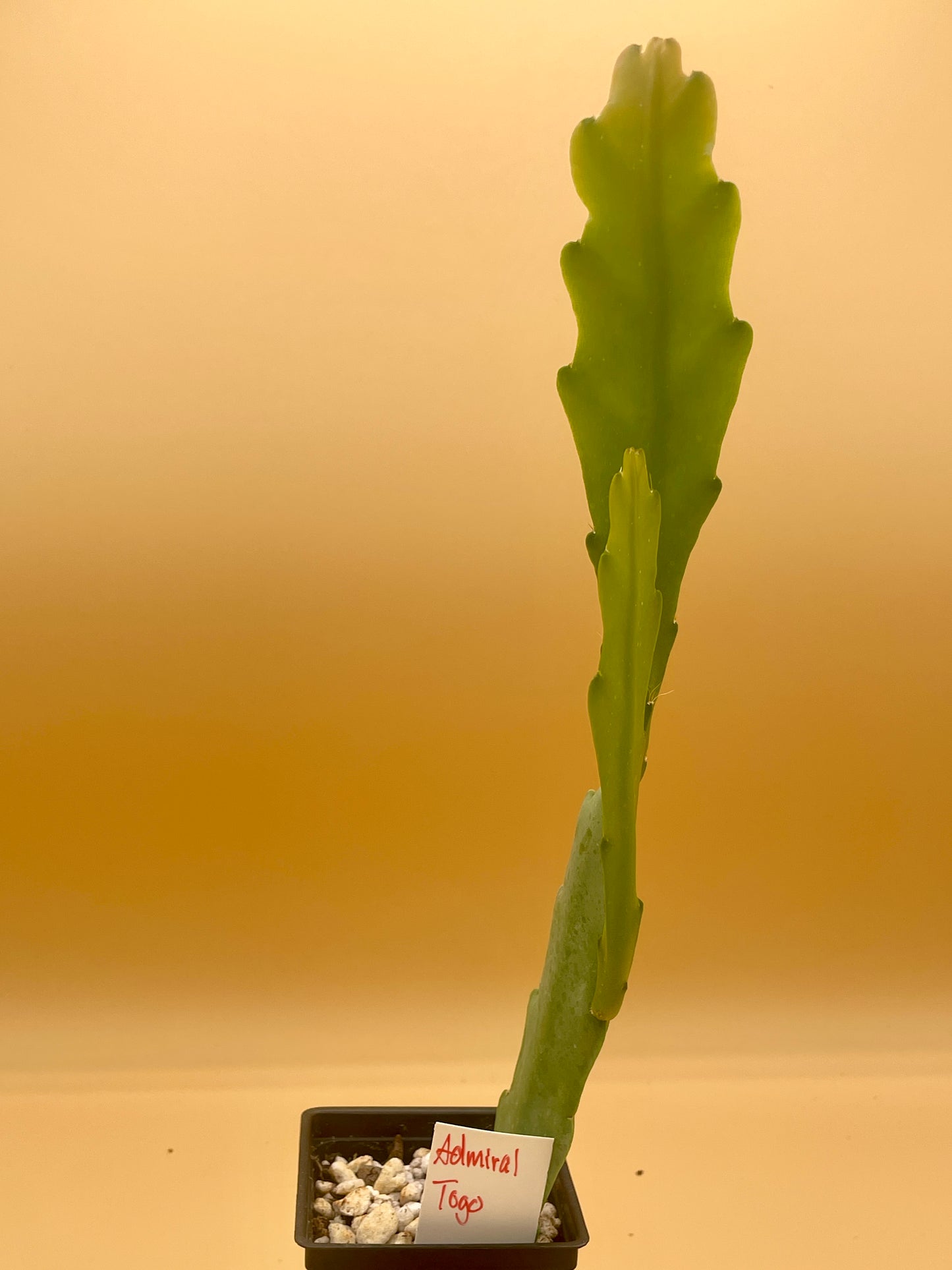 Epiphyllum 'Admiral Togo' Fully-Rooted 3" Starter Pot - Orchid Cactus