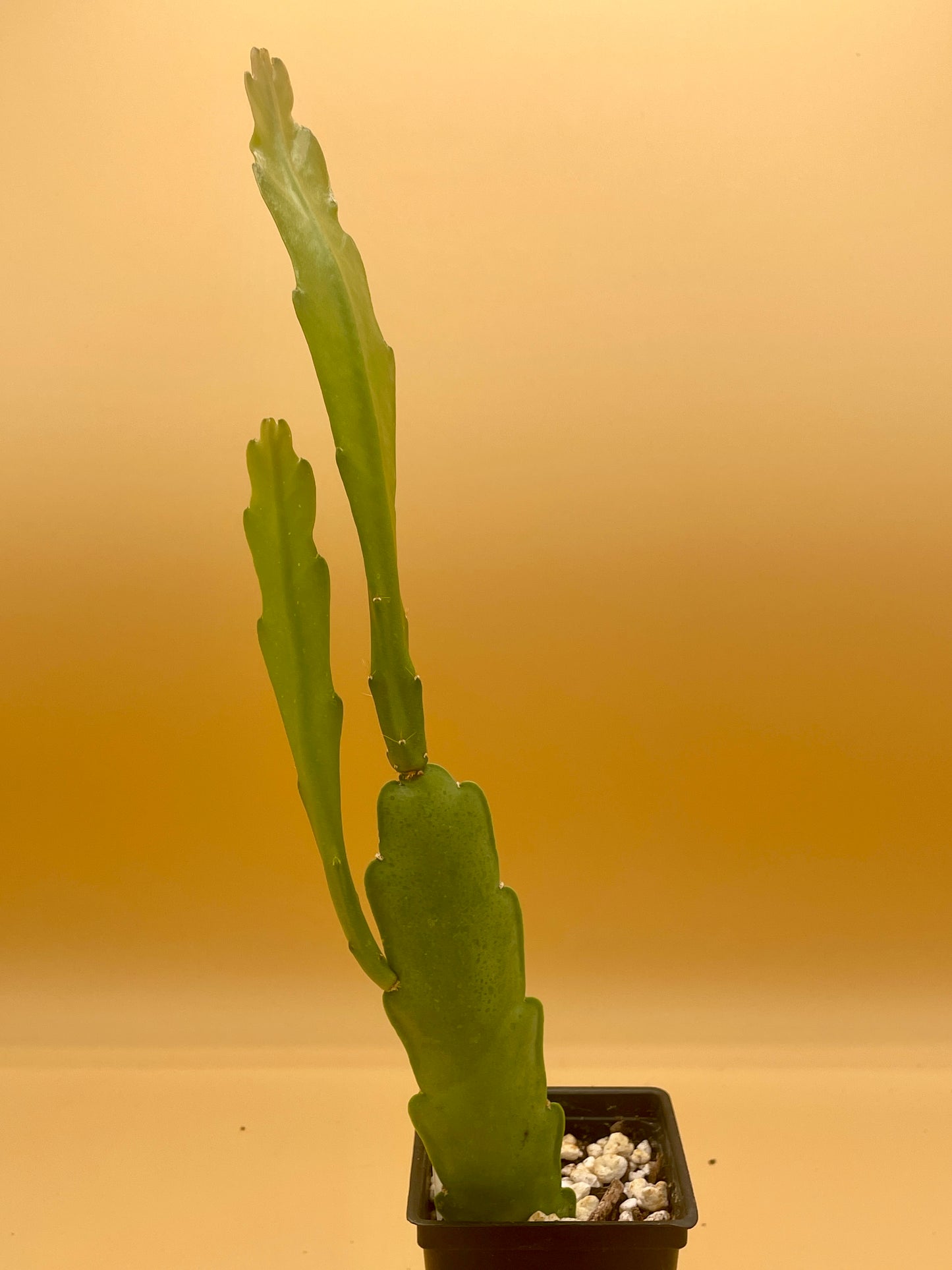 Epiphyllum 'Admiral Togo' Fully-Rooted 3" Starter Pot - Orchid Cactus