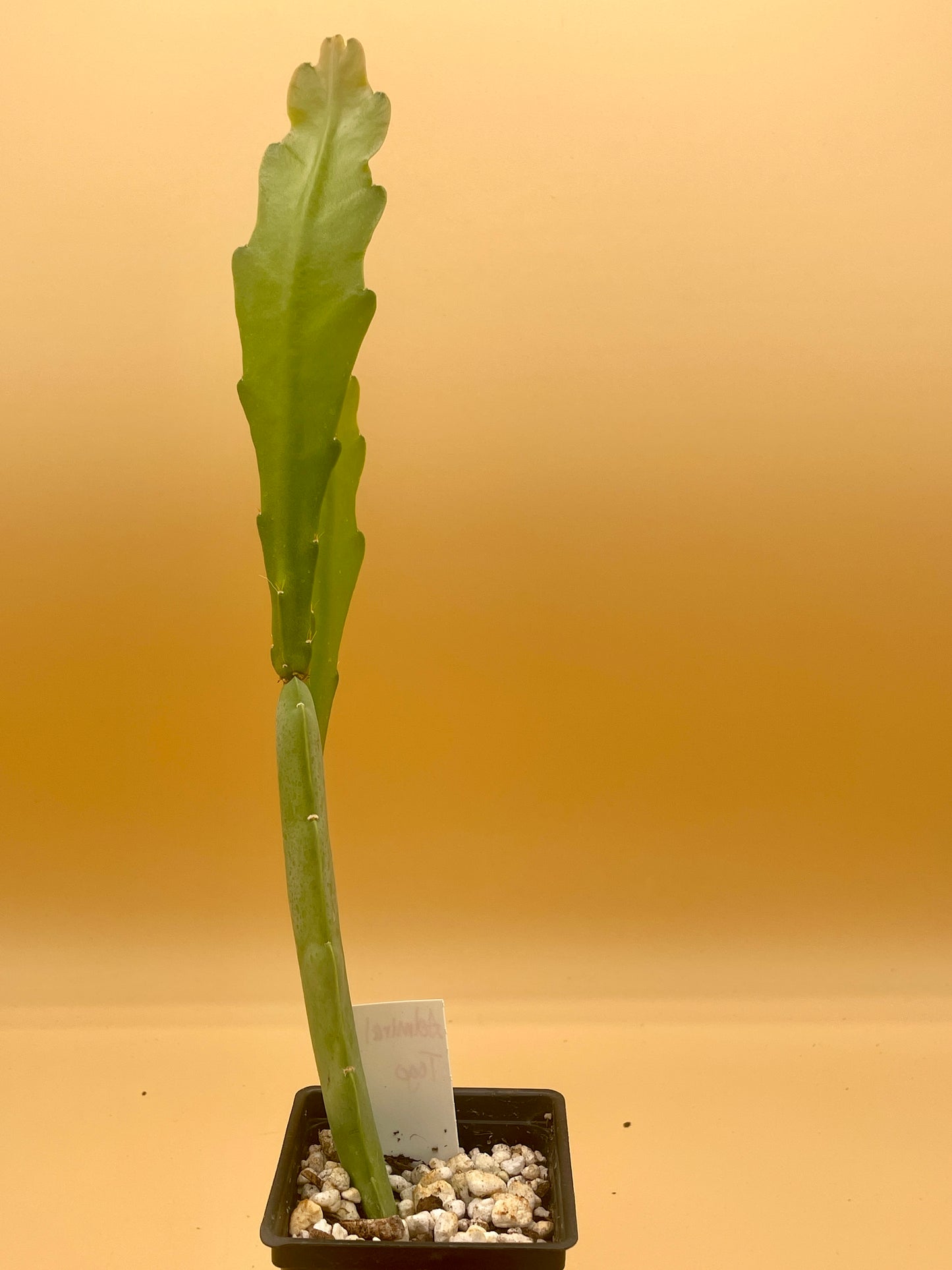 Epiphyllum 'Admiral Togo' Fully-Rooted 3" Starter Pot - Orchid Cactus
