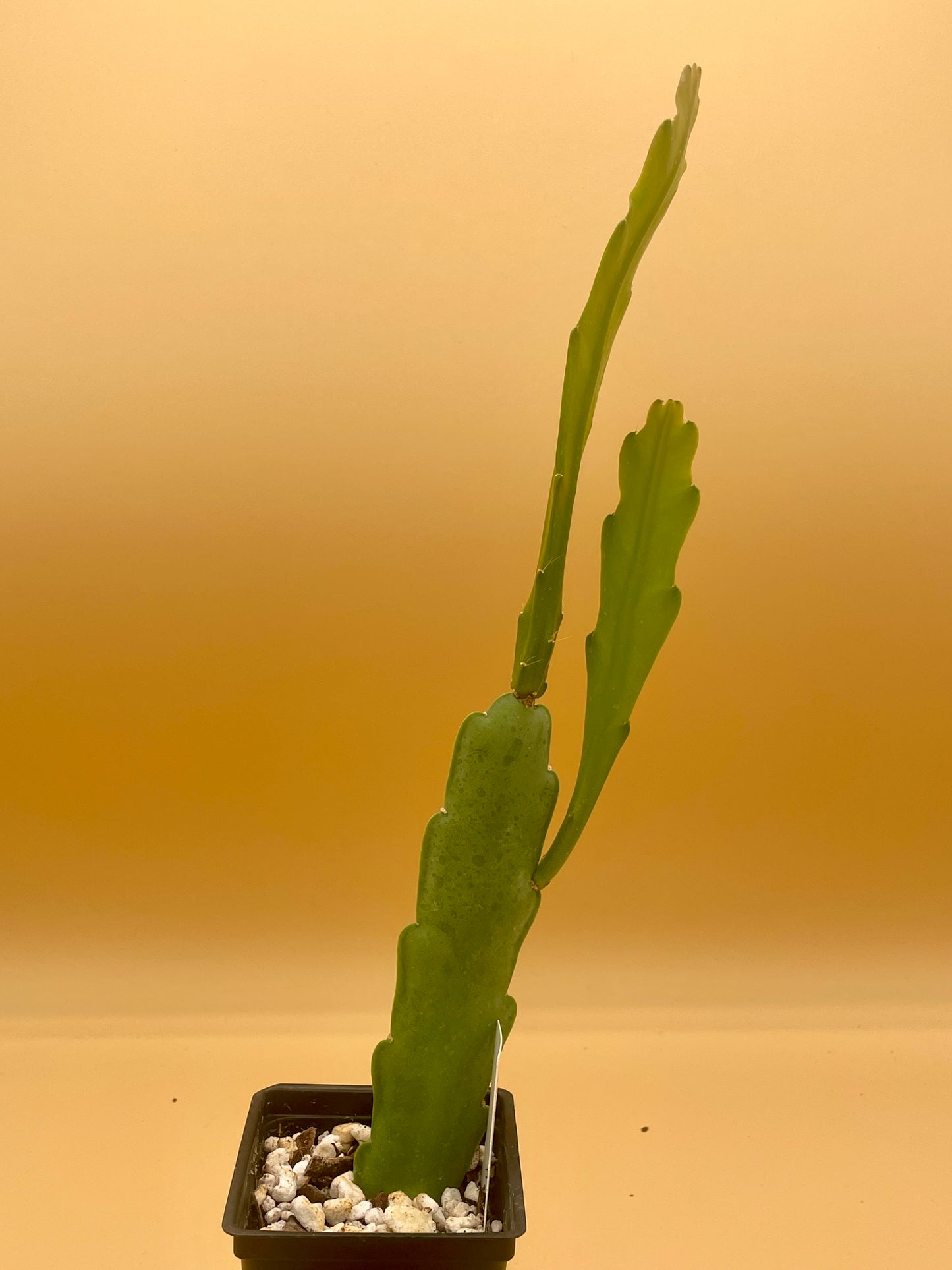 Epiphyllum 'Admiral Togo' Fully-Rooted 3" Starter Pot - Orchid Cactus