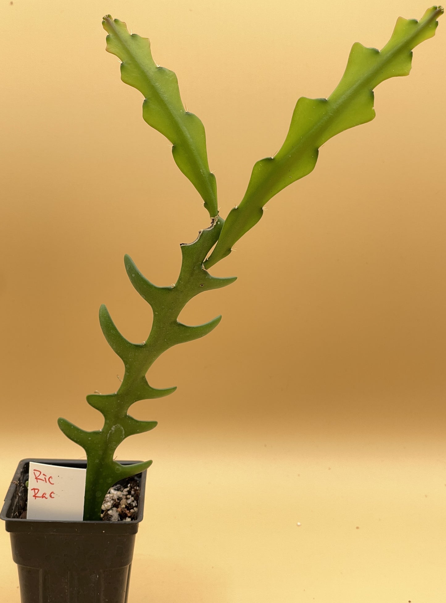 Selenicereus anthonyanus - Ric-Rac Cactus - 3" Starter Pot