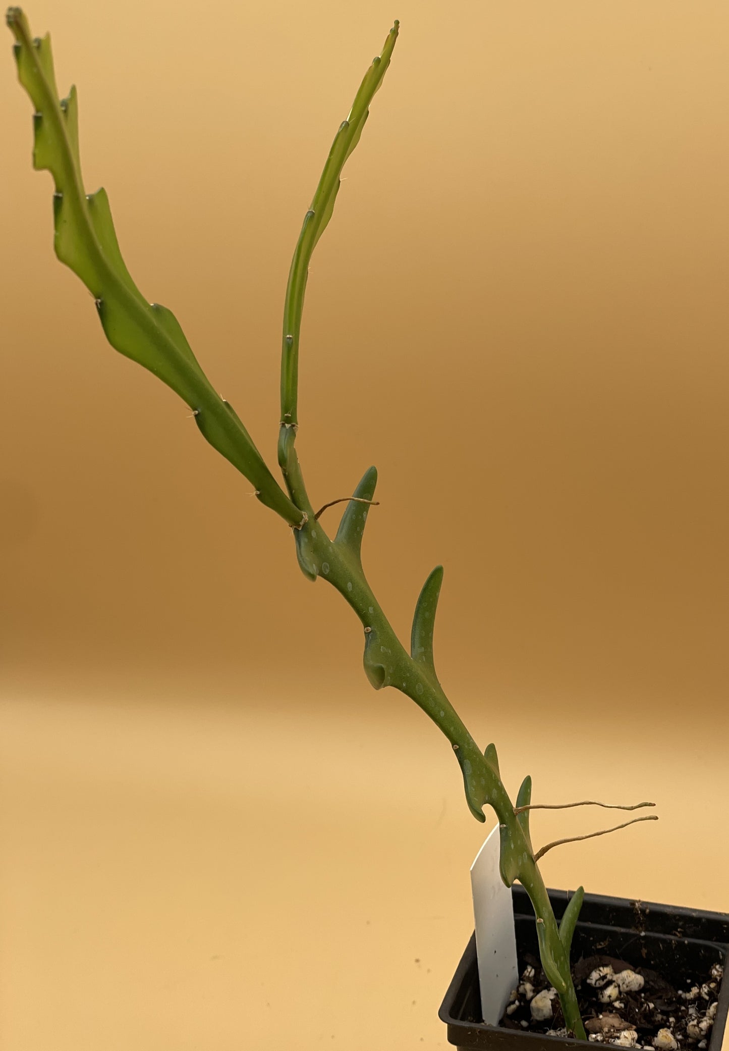 Selenicereus anthonyanus - Ric-Rac Cactus - 3" Starter Pot