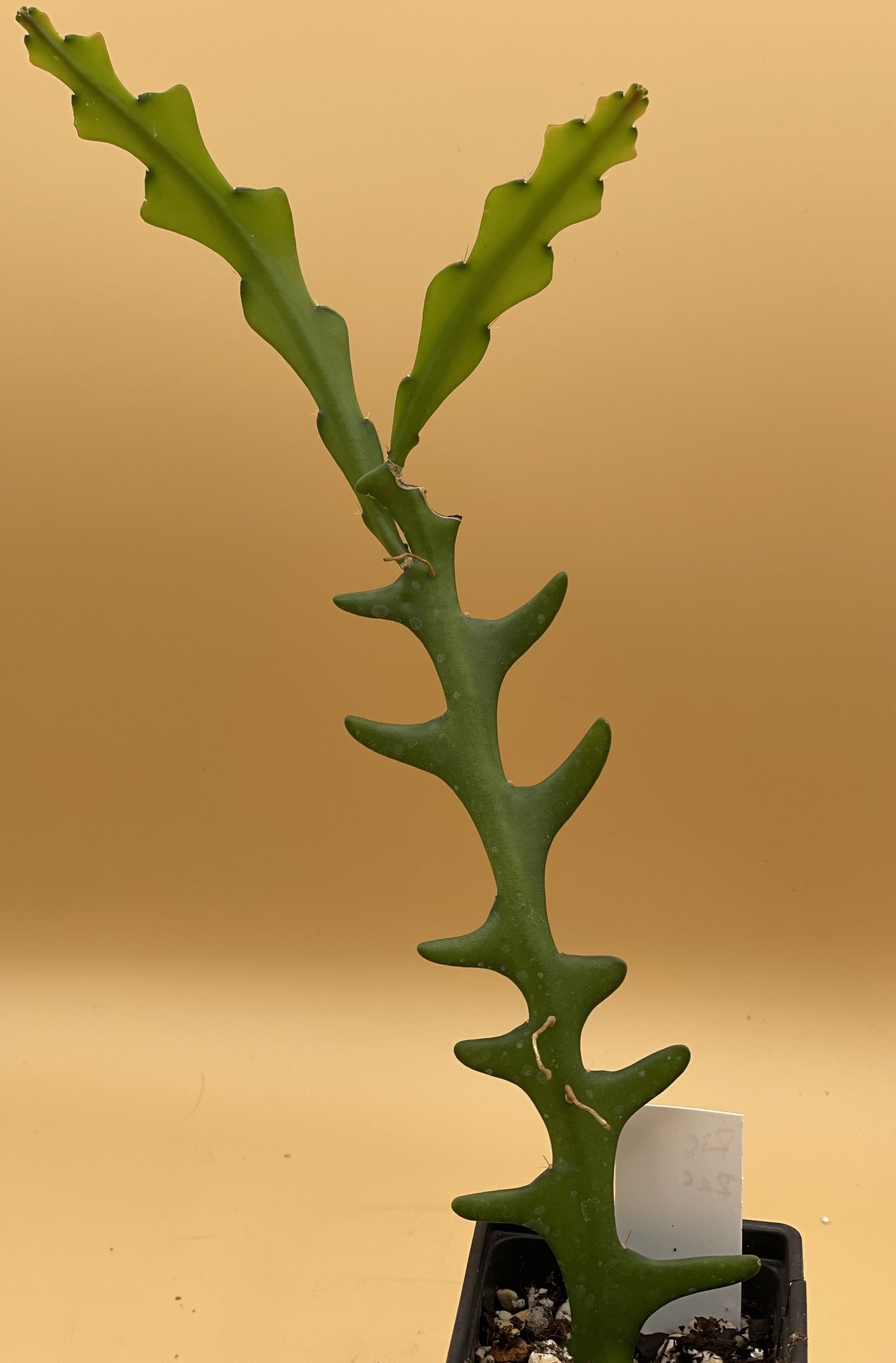 Selenicereus anthonyanus - Ric-Rac Cactus - 3" Starter Pot
