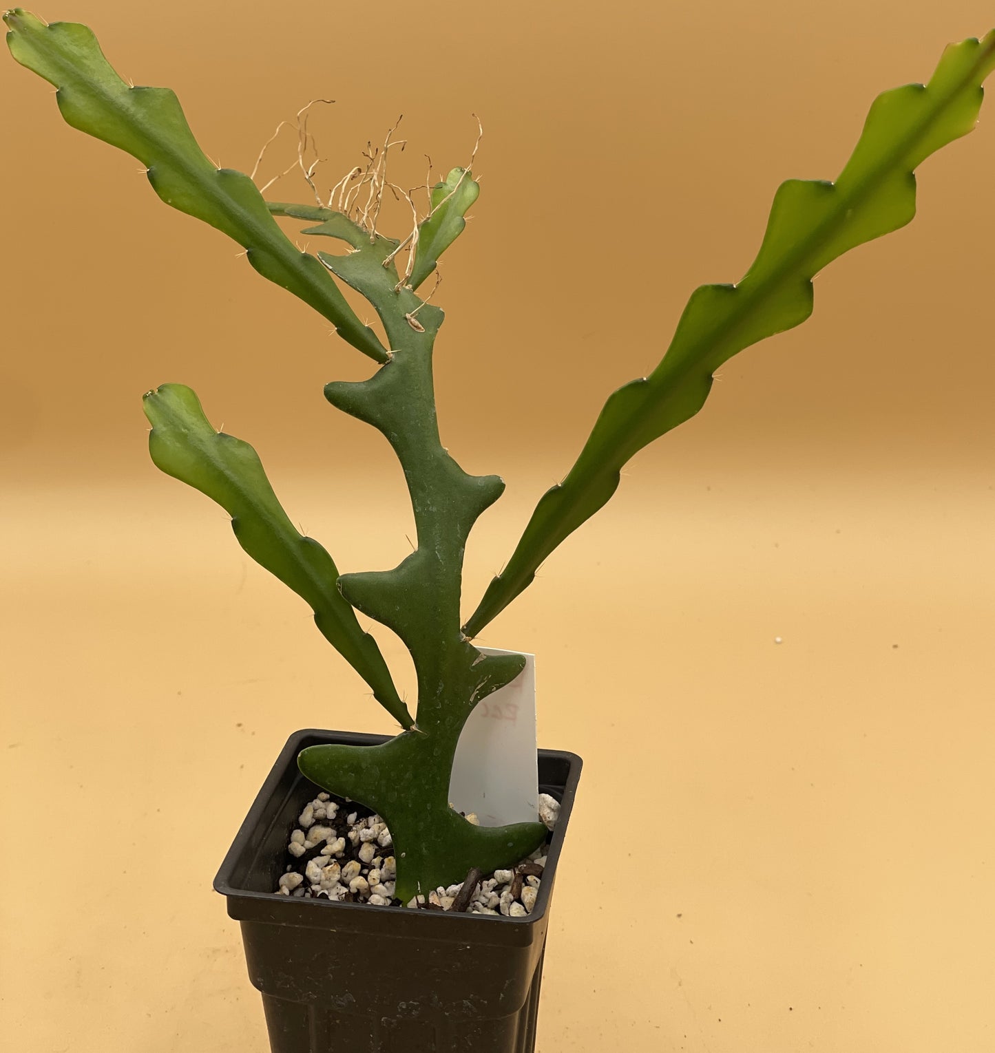 Selenicereus anthonyanus - Ric-Rac Cactus - 3" Starter Pot