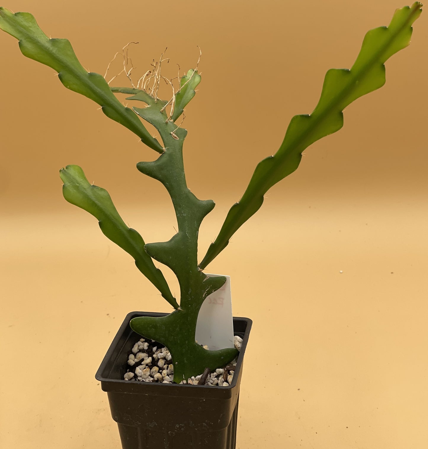 Selenicereus anthonyanus - Ric-Rac Cactus - 3" Starter Pot