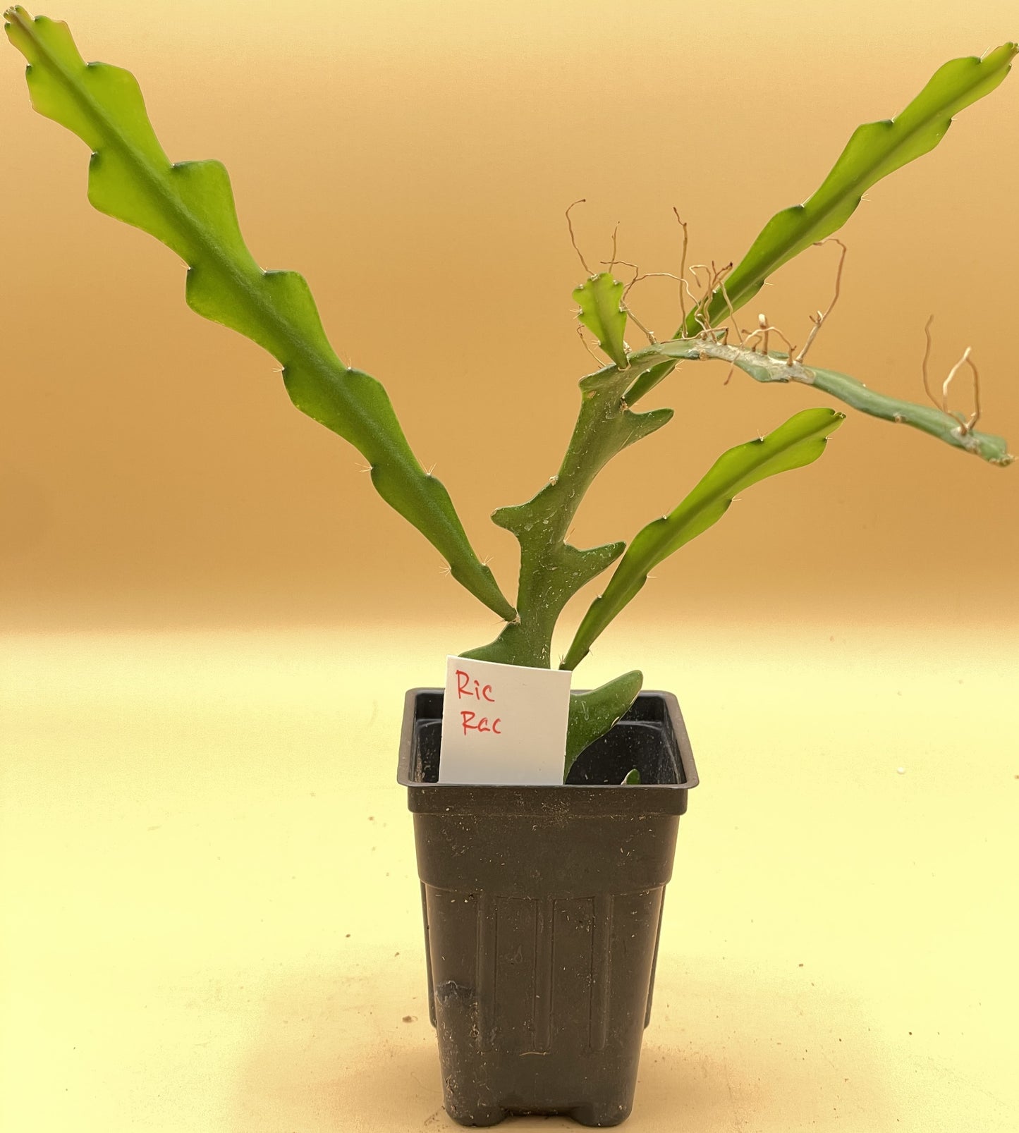 Selenicereus anthonyanus - Ric-Rac Cactus - 3" Starter Pot