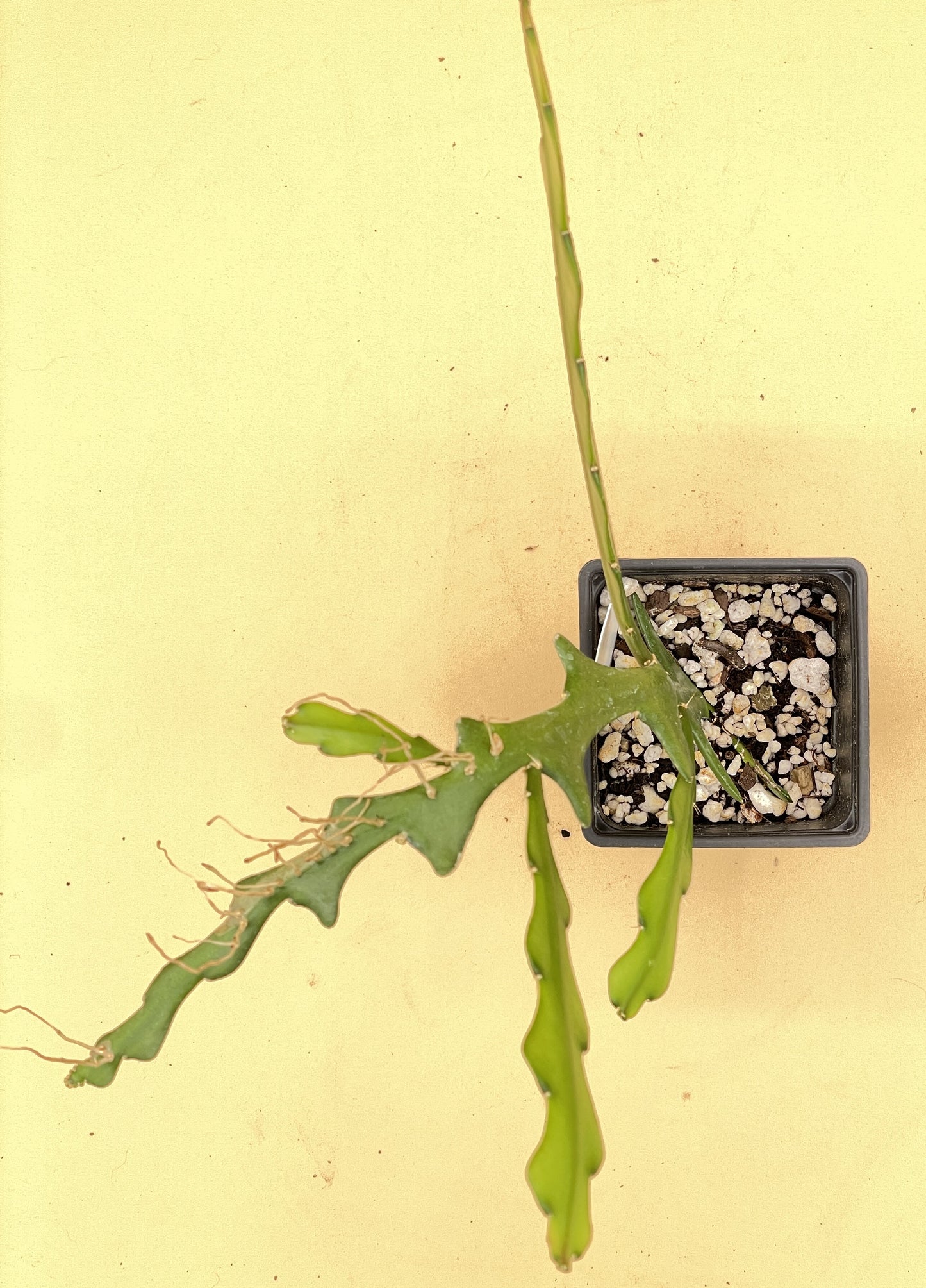 Selenicereus anthonyanus - Ric-Rac Cactus - 3" Starter Pot
