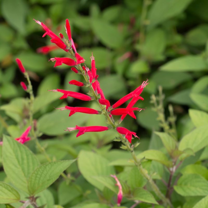 Pineapple Sage Live 3" Starter Plant - Salvia Elegans - Hummingbird Magnet!