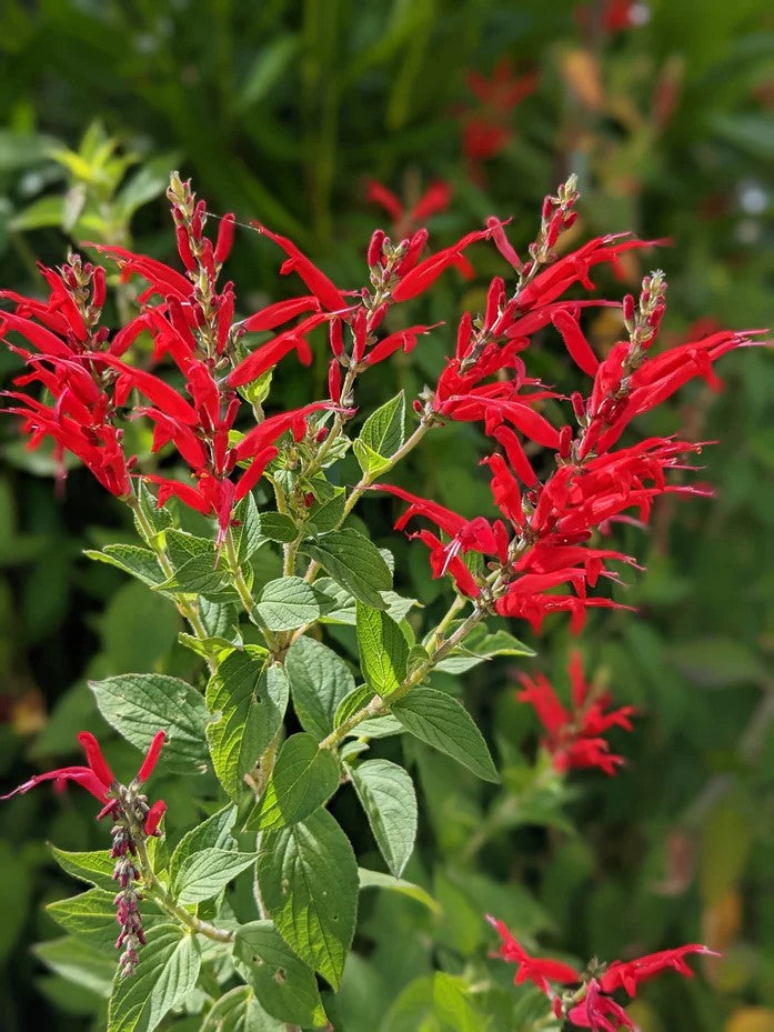 Pineapple Sage Live 3" Starter Plant - Salvia Elegans - Hummingbird Magnet!
