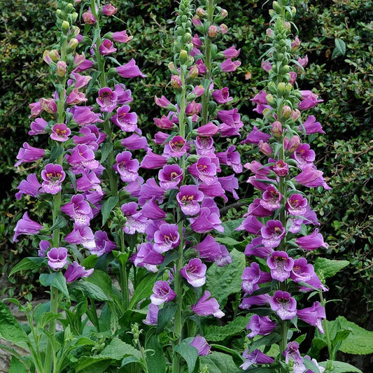 Wild Purple Foxglove Starter Plant - 3" Pot - Digitalis Purpurea - Can Not Ship To California or Arizona!
