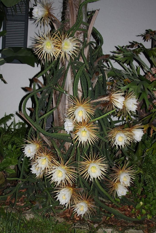 Queen Of The Night-Night Blooming Cereus-Rooted In Pot-Selenicereus Grandiflorus