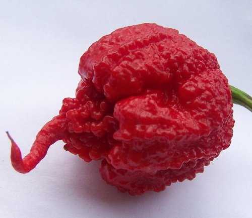 Carolina Reaper Pepper 3" Live Starter Plant - Capsicum Chinense