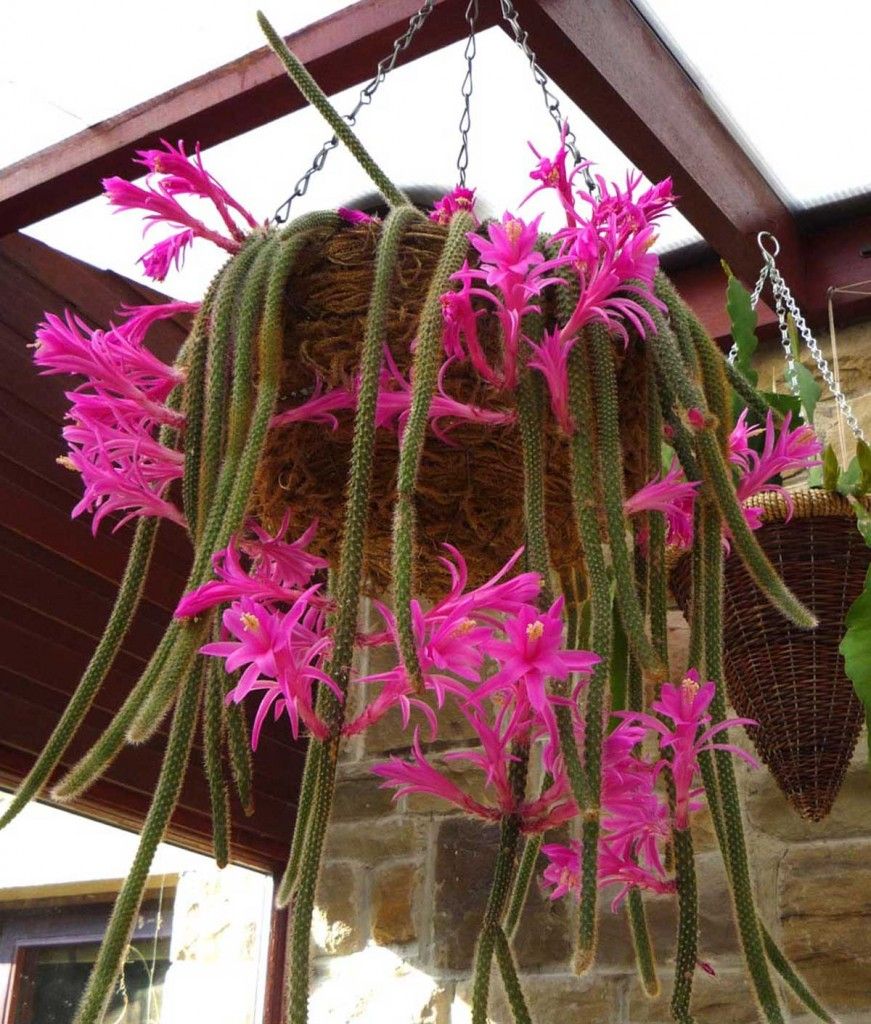 Rat Tail Cactus Ready For Hanging Basket 3.5 Inch Pot Very Long Flowering Size
