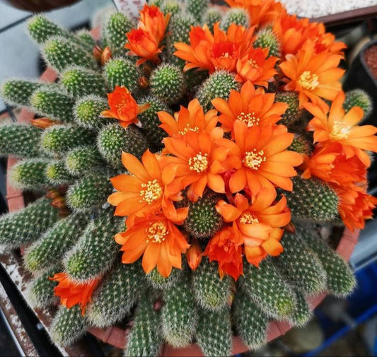 Rebutia Fabrisii Cactus - Huge Plant in 3.5" Pot - Masses Of Orange Flowers! Little Mouse Cactus - No Shipping To California Or Arizona!