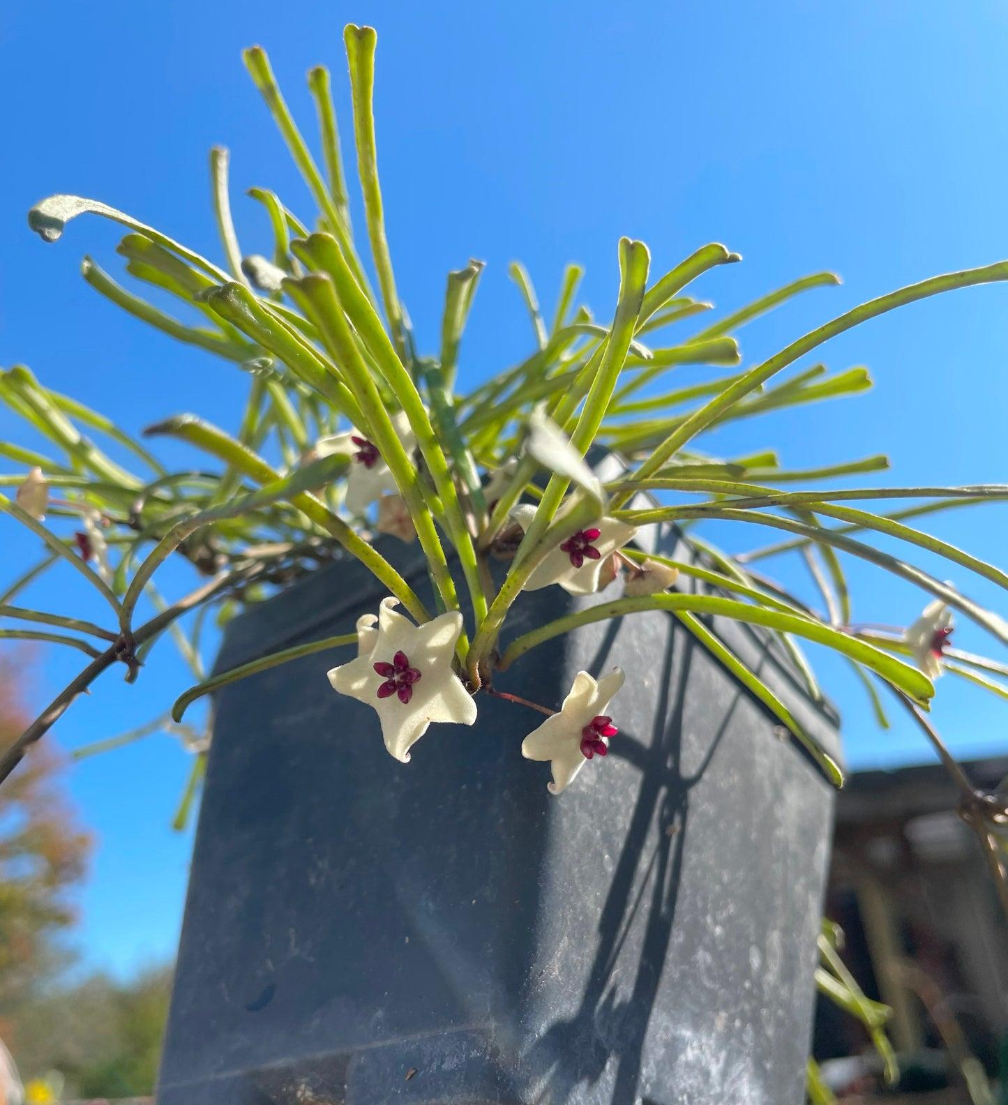 Hoya Retusa Fully Rooted Grown In 3.5" pot - Grass Leafed Hoya - No Shipping To California Or Arizona!