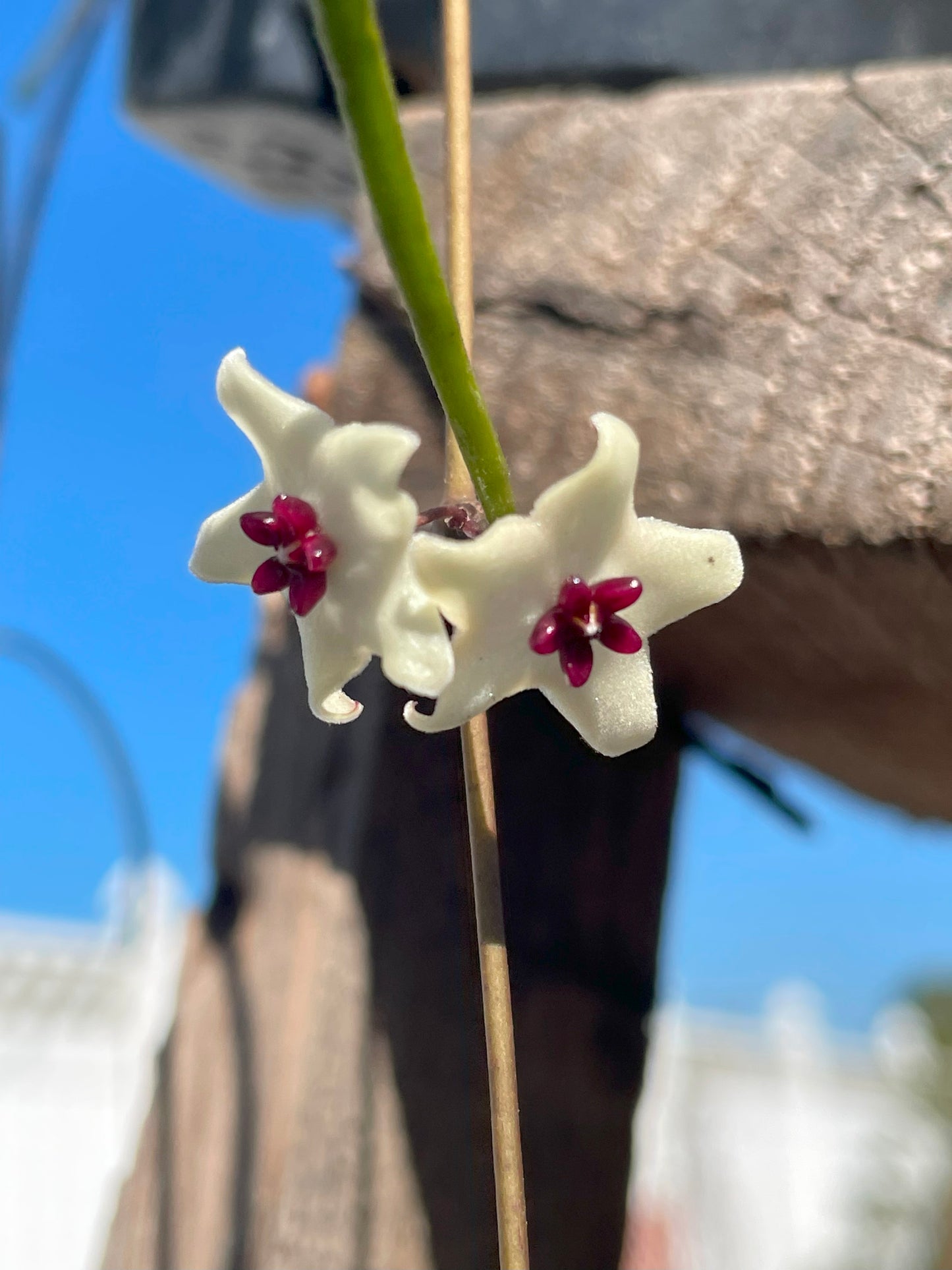 Hoya Retusa Fully Rooted Grown In 3.5" pot - Grass Leafed Hoya - No Shipping To California Or Arizona!