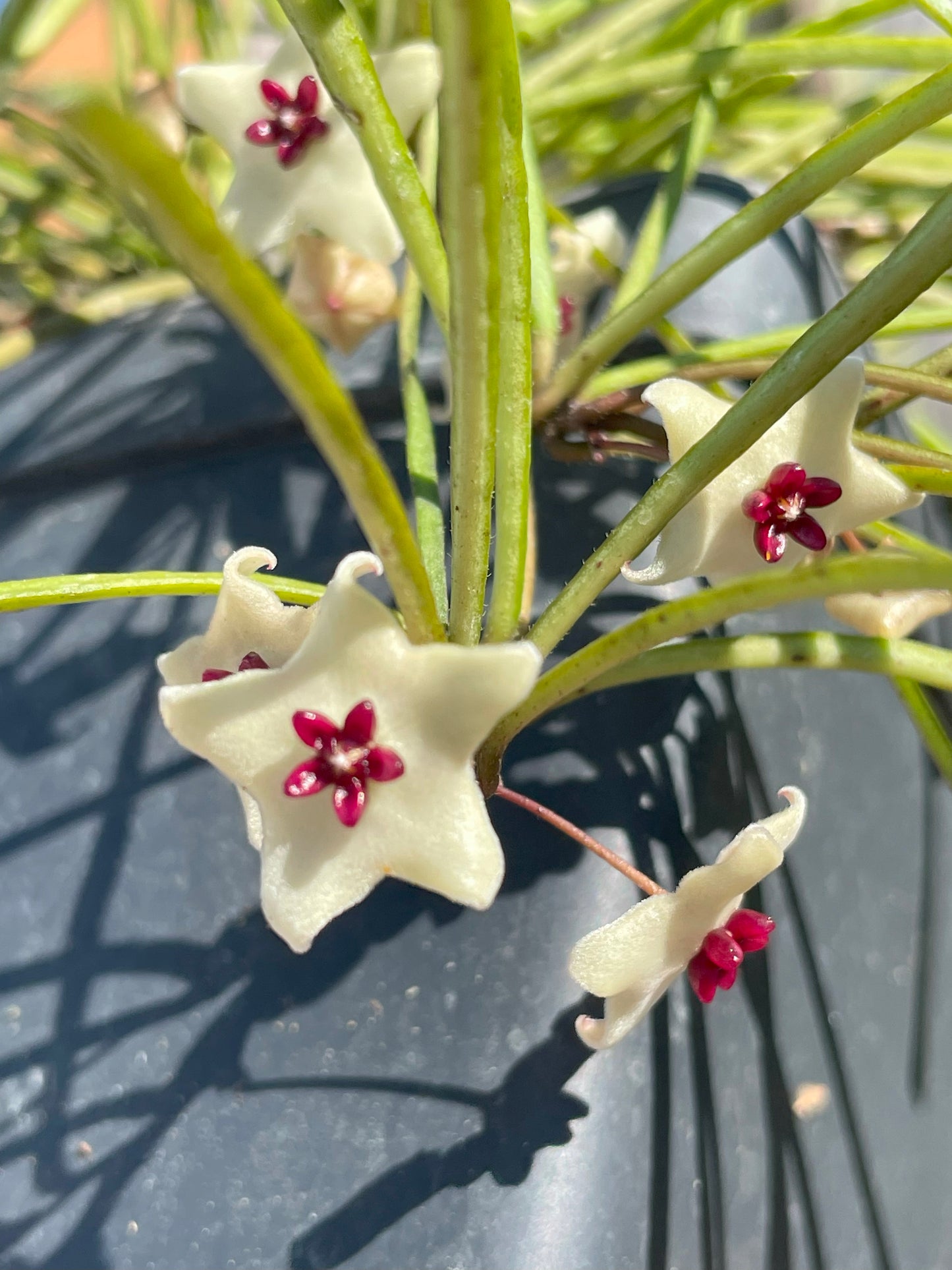 Hoya Retusa Fully Rooted Grown In 3.5" pot - Grass Leafed Hoya - No Shipping To California Or Arizona!