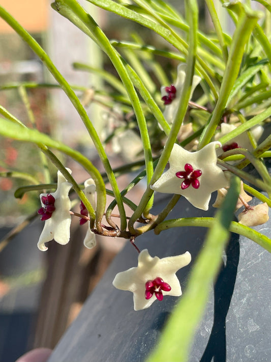 Hoya Retusa Fully Rooted Grown In 3.5" pot - Grass Leafed Hoya - No Shipping To California Or Arizona!