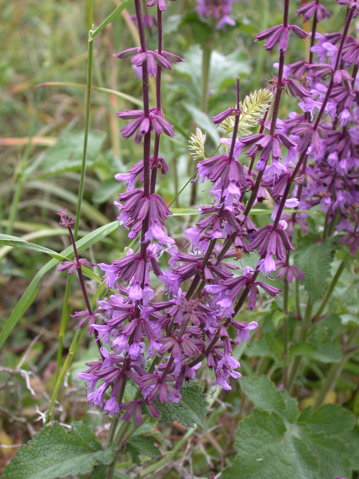 Sage, Holyland Live Starter Plant Ships In 3" Pot - Salvia Judaica - Big Candelabra/Menorah Shaped Inflorescence! - No Ship To California/Arizona!