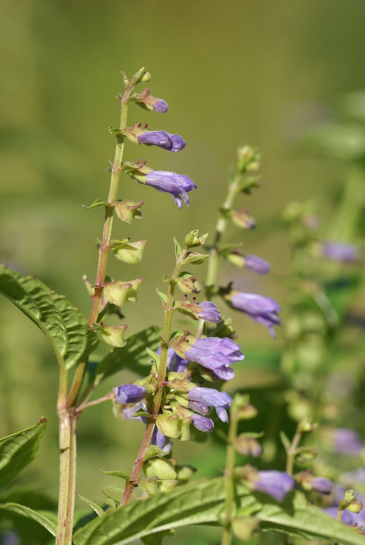 Skullcap, Mad Dog - 3" Starter Pot - Scutellaria lateriflora