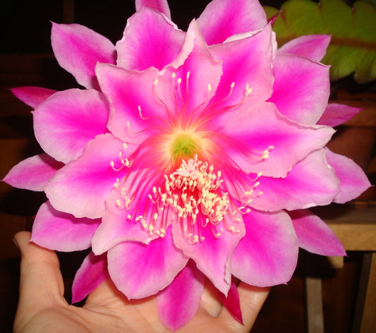 Epiphyllum Hybrid 'Showboat' 3" Starter Pot - Fully-Rooted