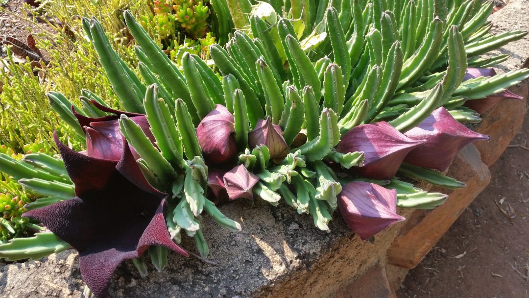 black bells succulent Crested Stapelia Leendertziae - Black Bells