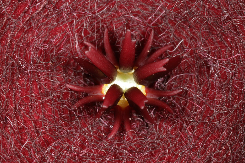 Crested Stapelia Leendertziae - Black Bells - 3.5 Inch Potted Plant WELL ROOTED