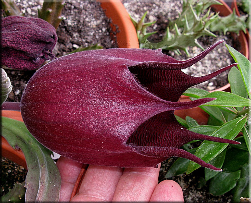 black bells succulent Crested Stapelia Leendertziae - Black Bells