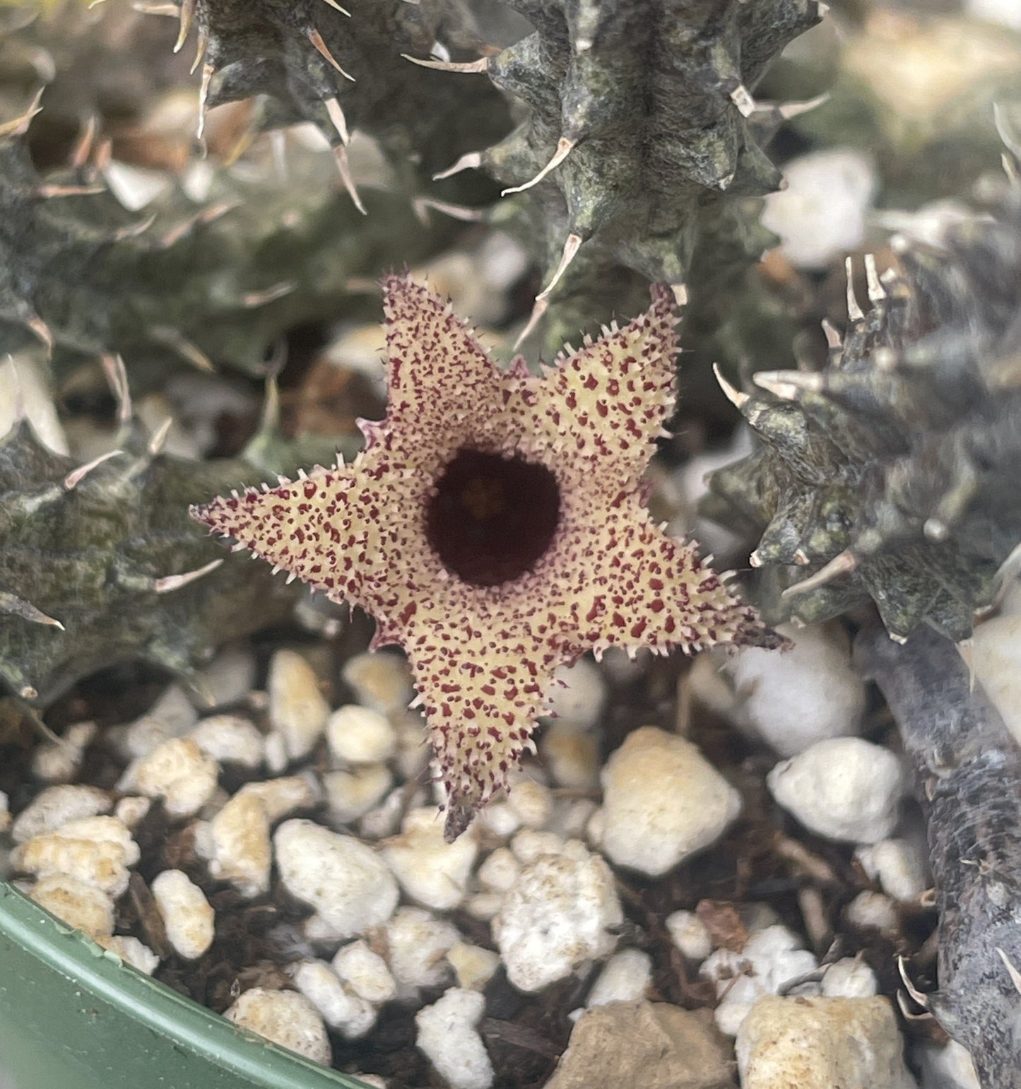 Stapelianthus Decaryi Extremely Rare - Exact Plant! - VERY FULL - Growing In 3.5" Pot - Cannot Ship To California or Arizona!