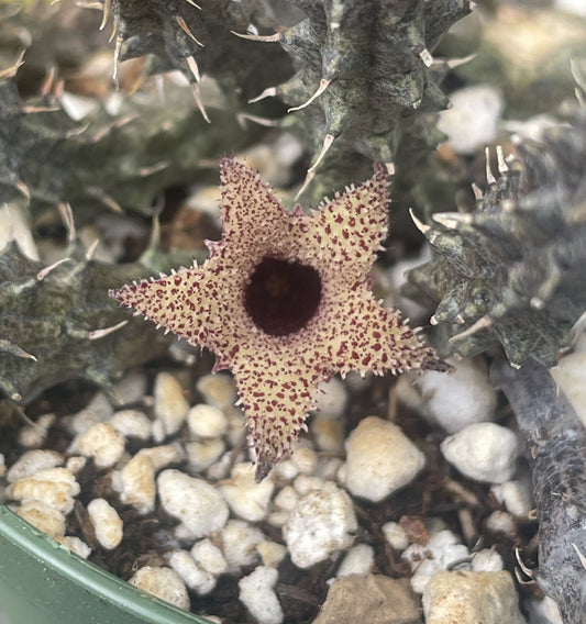 Stapelianthus Decaryi Extremely Rare - Exact Plant! - VERY FULL - Growing In 3.5" Pot - Cannot Ship To California or Arizona!