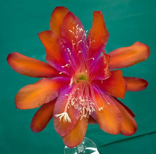 Epiphyllum Hybrid 'Tel Star' In 3" Starter Pot - Fully-Rooted